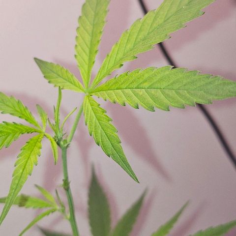 Tingeling fanny  growlog timeline photo
