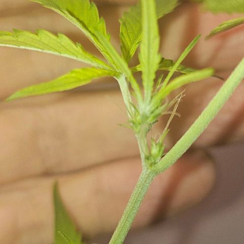 Tingeling fanny  growlog timeline photo