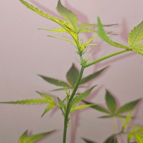 Tingeling fanny  growlog timeline photo