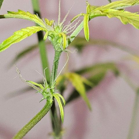 Tingeling fanny  growlog timeline photo