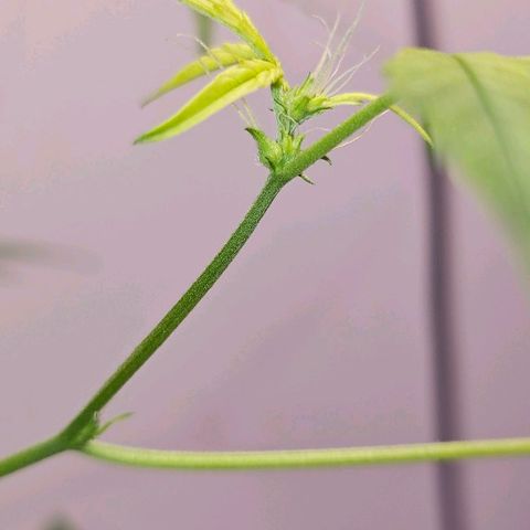 Tingeling fanny  growlog timeline photo
