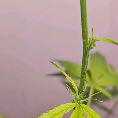 Tingeling fanny  growlog timeline photo