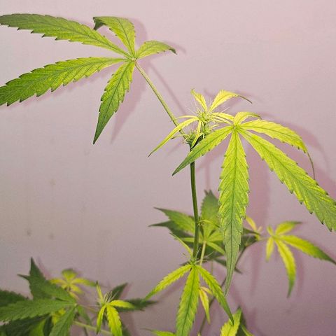 Tingeling fanny  growlog timeline photo