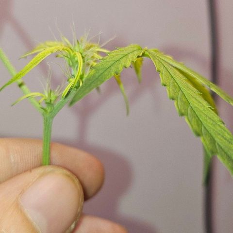 Tingeling fanny  growlog timeline photo