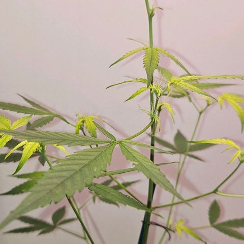 Tingeling fanny  growlog timeline photo