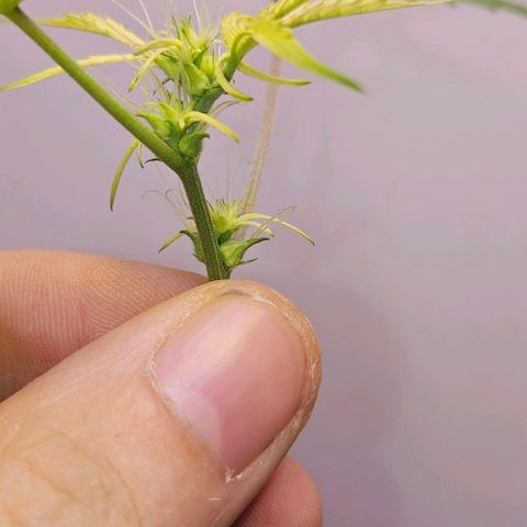 Tingeling fanny  growlog timeline photo
