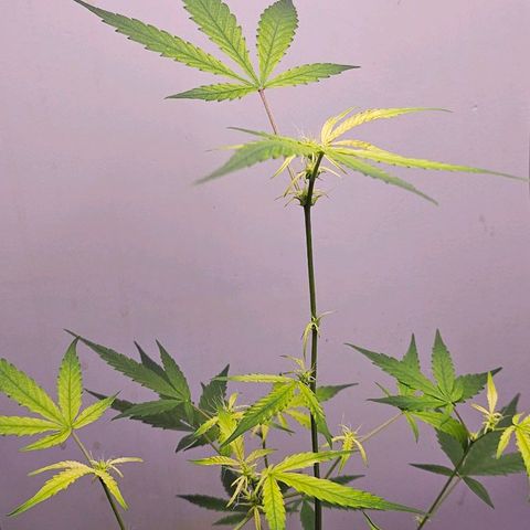 Tingeling fanny  growlog timeline photo
