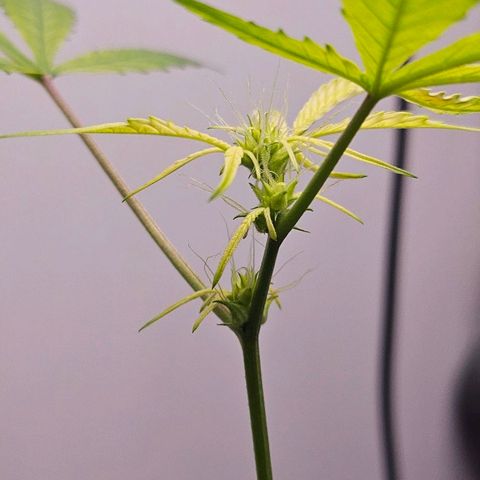 Tingeling fanny  growlog timeline photo