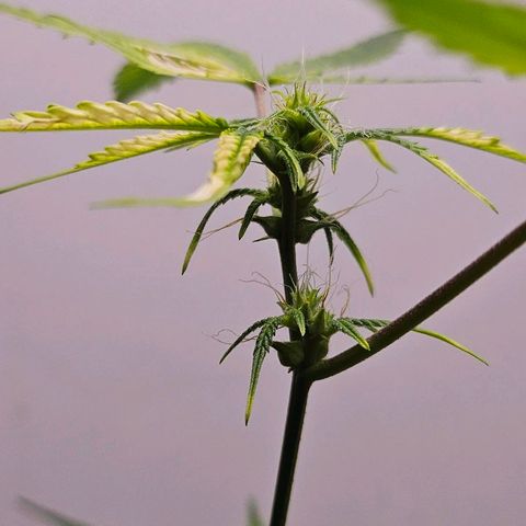 Tingeling fanny  growlog timeline photo