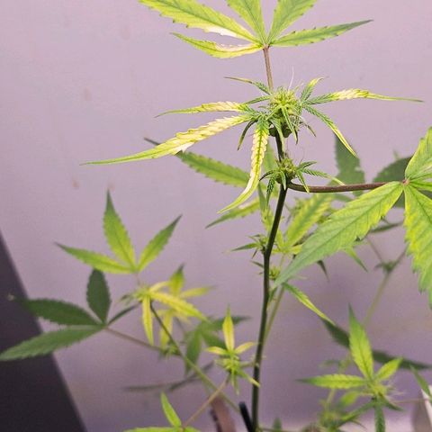 Tingeling fanny  growlog timeline photo