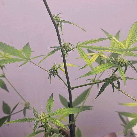 Tingeling fanny  growlog timeline photo