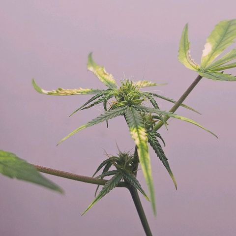 Tingeling fanny  growlog timeline photo