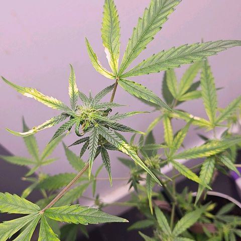 Tingeling fanny  growlog timeline photo