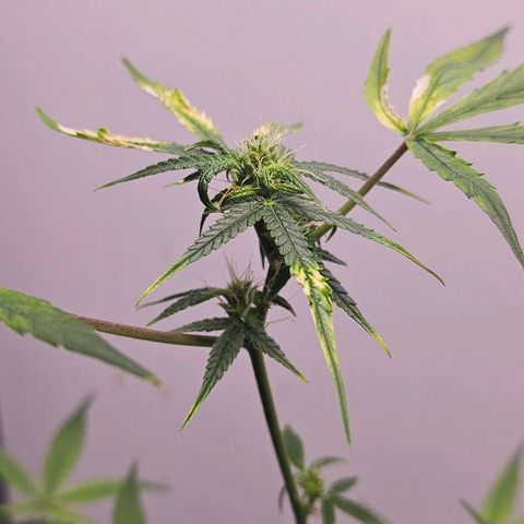 Tingeling fanny  growlog timeline photo