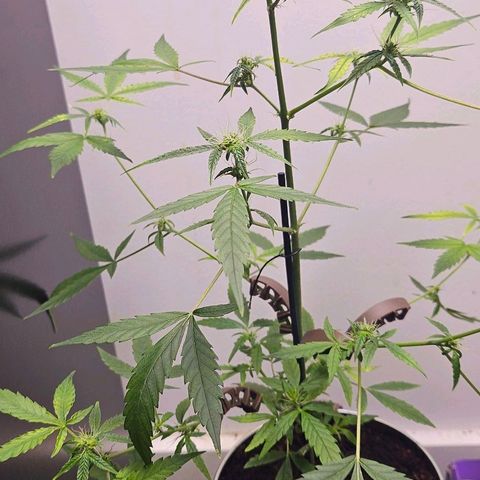 Tingeling fanny  growlog timeline photo