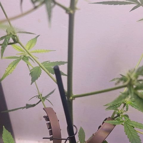 Tingeling fanny  growlog timeline photo