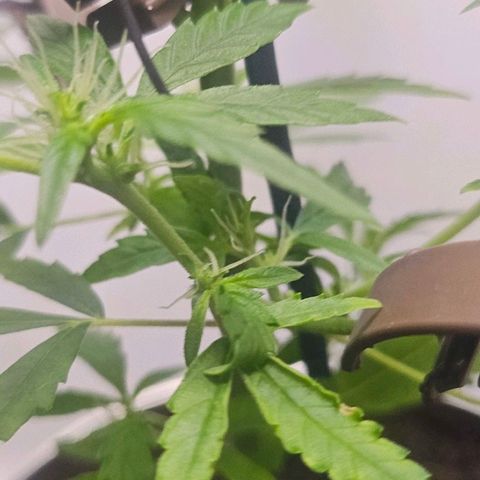Tingeling fanny  growlog timeline photo