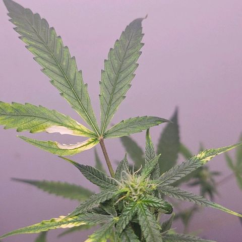 Tingeling fanny  growlog timeline photo
