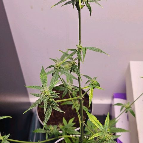 Tingeling fanny  growlog timeline photo