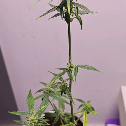 Tingeling fanny  growlog timeline photo