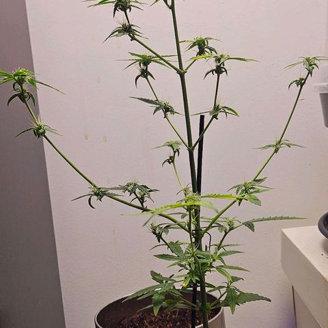 Tingeling fanny  growlog timeline photo