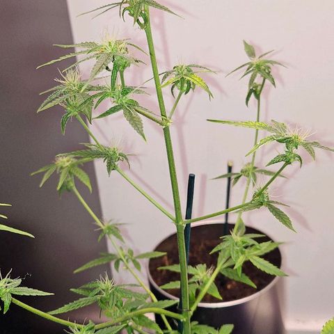 Tingeling fanny  growlog timeline photo