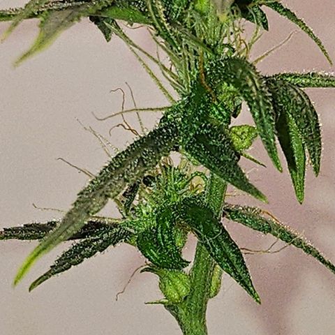 Tingeling fanny  growlog timeline photo