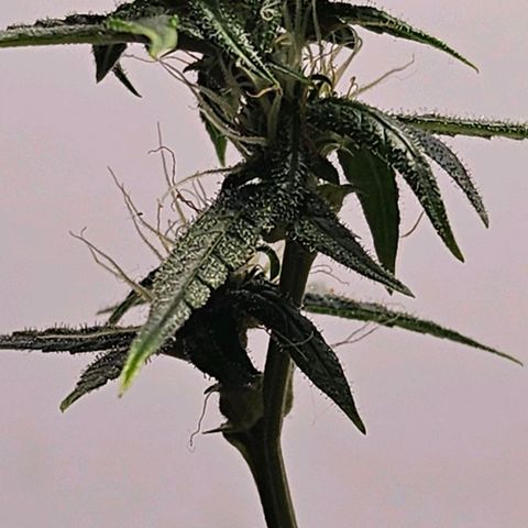 Tingeling fanny  growlog timeline photo