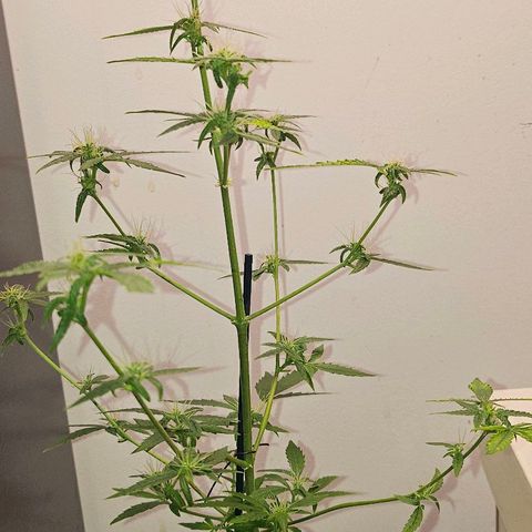 Tingeling fanny  growlog timeline photo