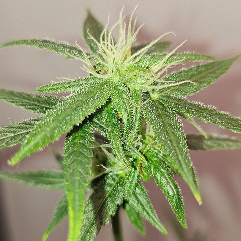 Tingeling fanny  growlog timeline photo