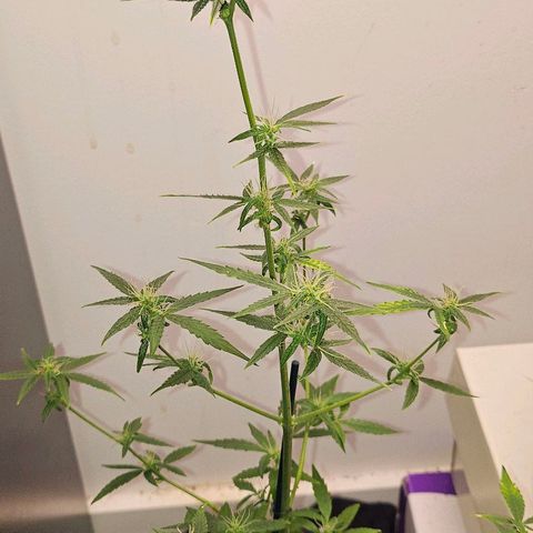 Tingeling fanny  growlog timeline photo