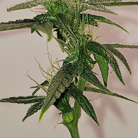 Tingeling fanny  growlog timeline photo