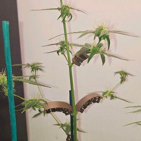 Tingeling fanny  growlog timeline photo