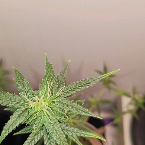 Tingeling fanny  growlog timeline photo