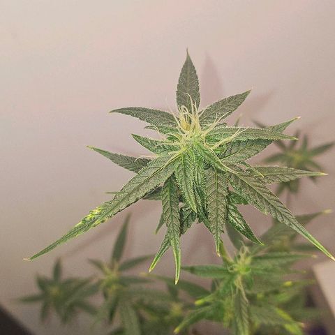 Tingeling fanny  growlog timeline photo