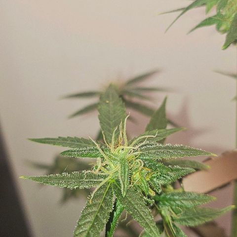 Tingeling fanny  growlog timeline photo