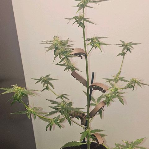 Tingeling fanny  growlog timeline photo