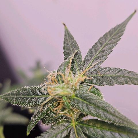Tingeling fanny  growlog timeline photo