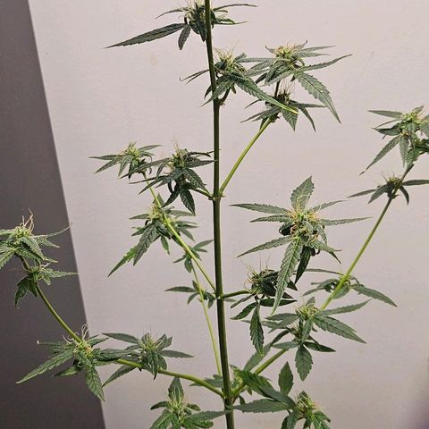 Tingeling fanny  growlog timeline photo