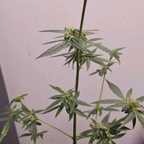 Tingeling fanny  growlog timeline photo