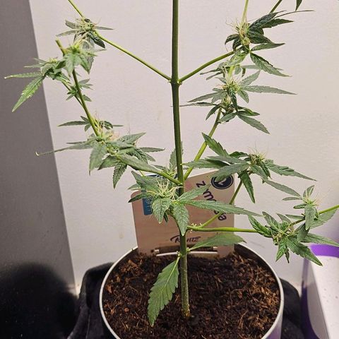 Tingeling fanny  growlog timeline photo