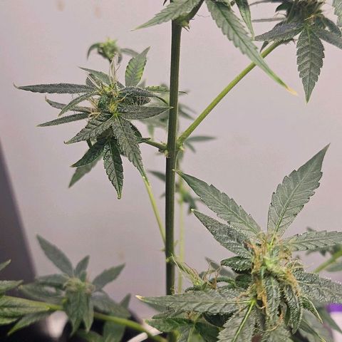 Tingeling fanny  growlog timeline photo