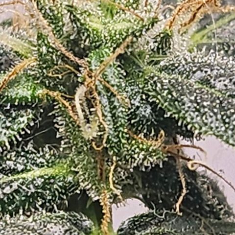 Tingeling fanny  growlog timeline photo