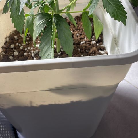 Widow  growlog photo: ATENTO A AGUA Y FERTLIZANTES 