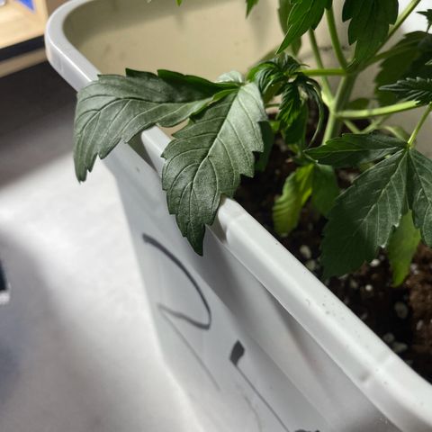 Widow  growlog photo: ATENTO A AGUA Y FERTLIZANTES 