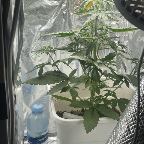 Widow  growlog photo: Muy contento con el trabajo  empezaré a mirarla más de cerca por si hay una falta de fertilizantes 