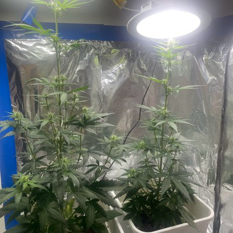 Widow  growlog timeline photo