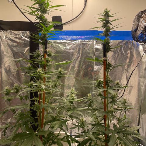Widow  growlog photo: Hubo un exceso de fertilizante pero lo estoy intentando solucionar con humus de lombriz y sin hechar fertilizantes ya que aunque sea la fase de floración y nesecite potasio y fósforo esos nutríentes se encuentran en el humus y sin quemar las raíces 