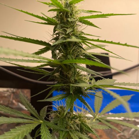 Widow  growlog photo: Hubo un exceso de fertilizante pero lo estoy intentando solucionar con humus de lombriz y sin hechar fertilizantes ya que aunque sea la fase de floración y nesecite potasio y fósforo esos nutríentes se encuentran en el humus y sin quemar las raíces 