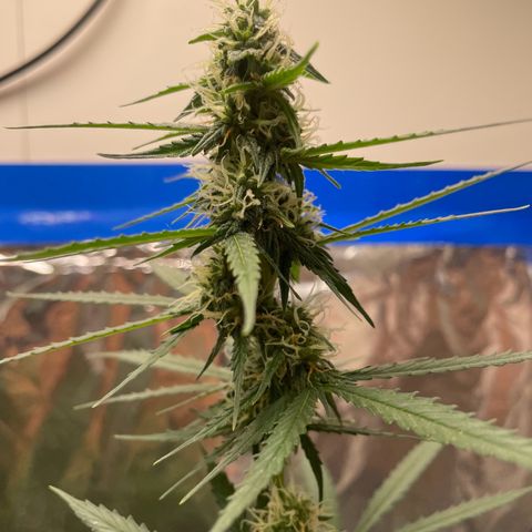 Widow  growlog photo: Hubo un exceso de fertilizante pero lo estoy intentando solucionar con humus de lombriz y sin hechar fertilizantes ya que aunque sea la fase de floración y nesecite potasio y fósforo esos nutríentes se encuentran en el humus y sin quemar las raíces 